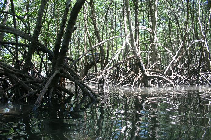 Mangrove