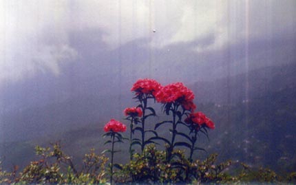 Flower from Heaven
