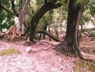 OLD TREES