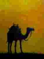 CAMEL IN LAST LIGHT