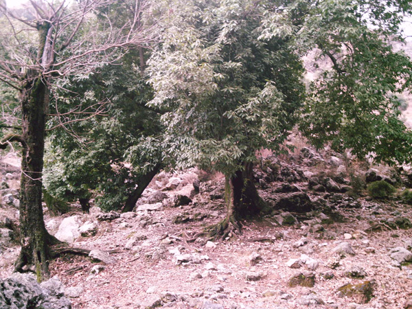 Green Tree