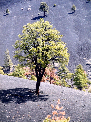 Sunset Crater Trees