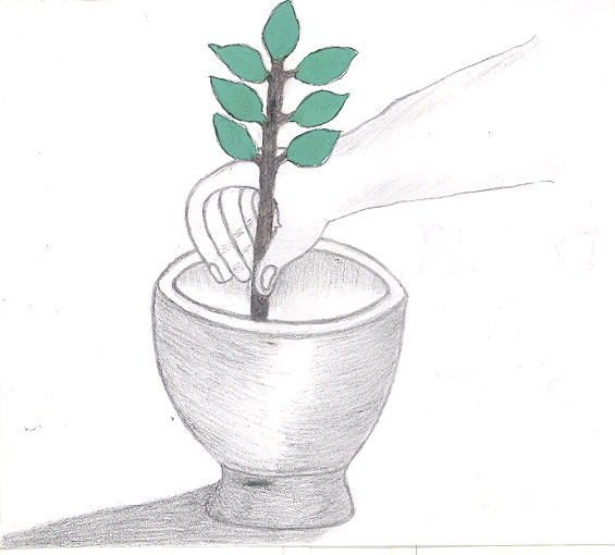 Plant a deciduous tree