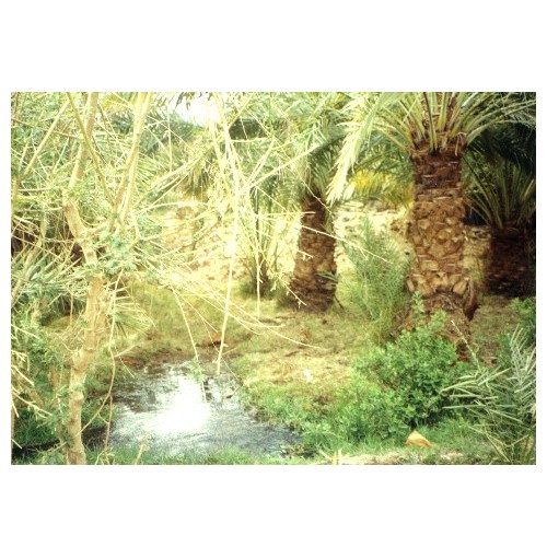 A water source in al Kharija oasis