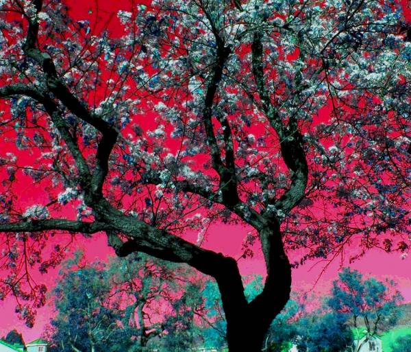 The Tree of Color