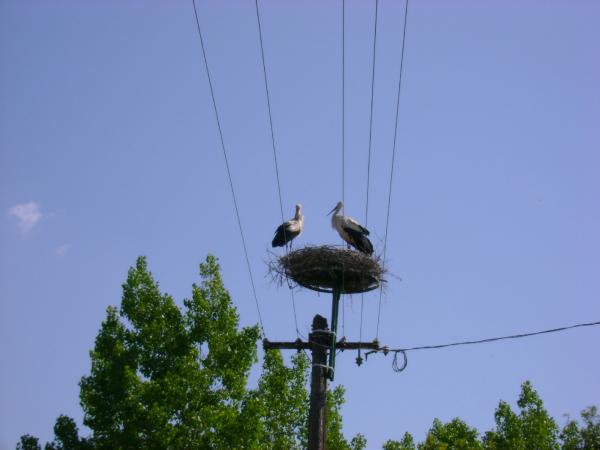 White Stork couple