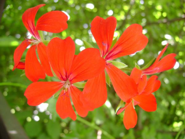Red Geranium 1