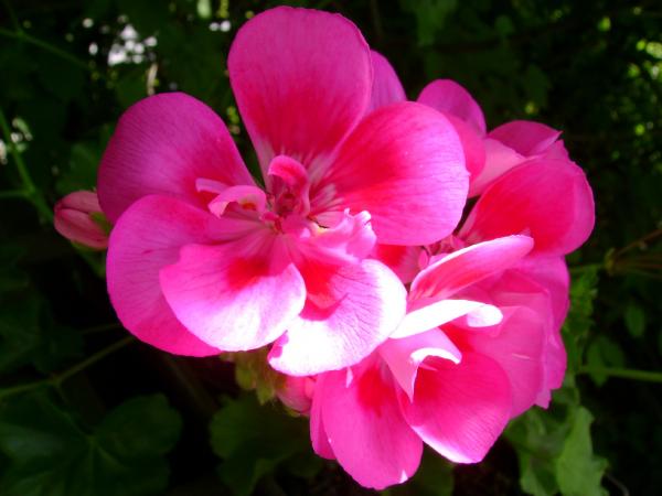 Pink Geranium 2