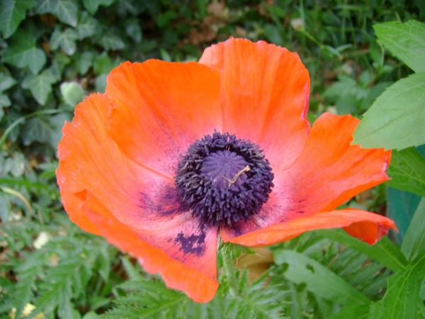 Red Poppy 1
