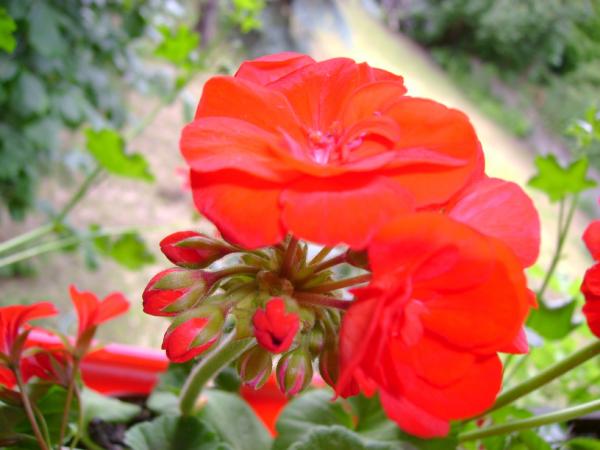 Red Geranium 2