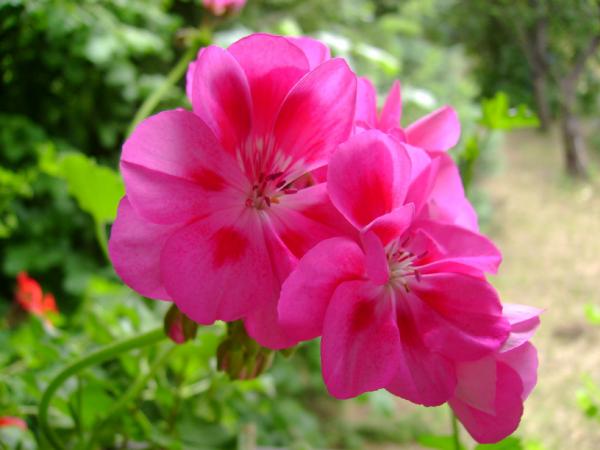Pink Geranium 3