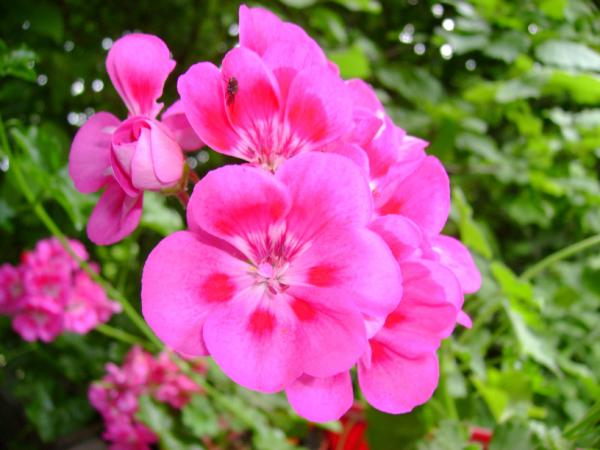 Pink Geranium with a little wasp