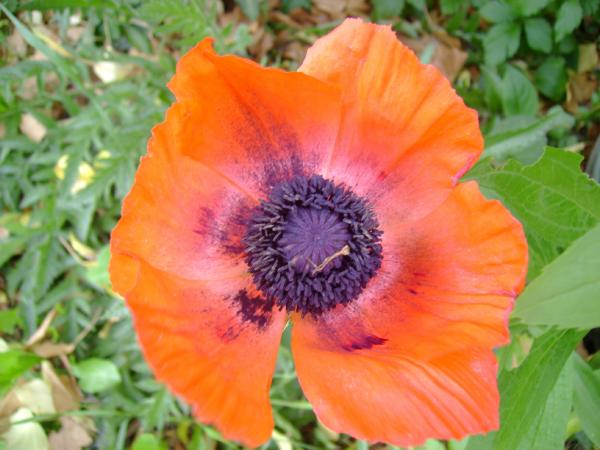 Red Poppy 2