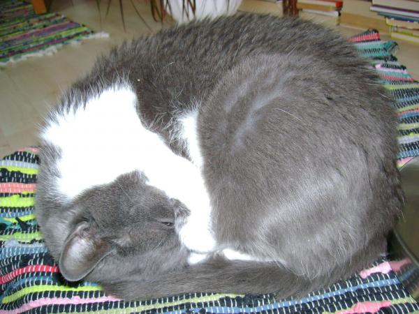 Muri wanting to sleep :)