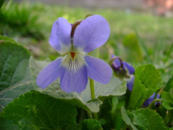 Violet