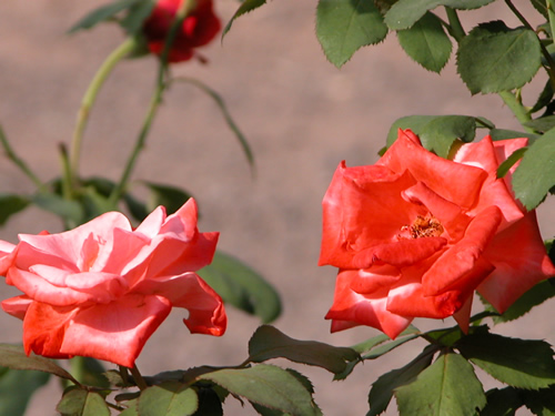 Red Roses