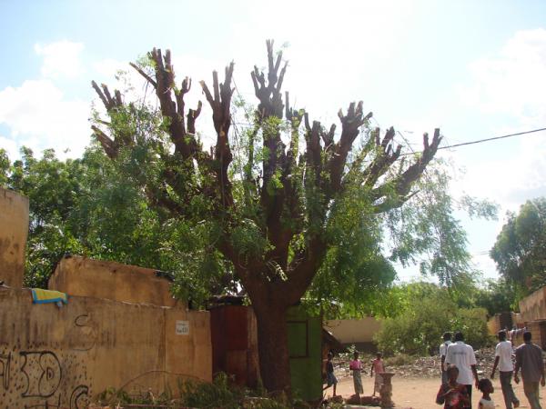 pour prévenir notre santé, entretenons les arbres