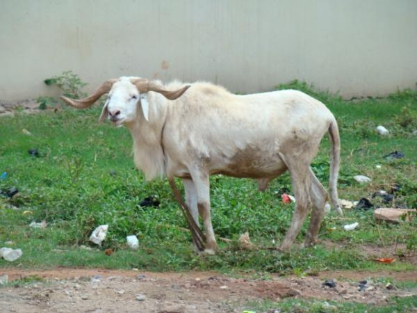 Mouton en danger