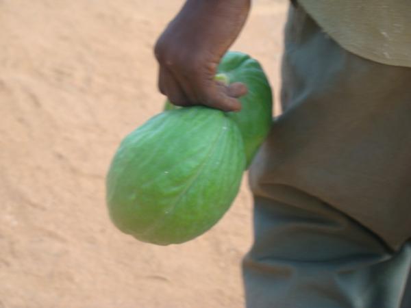 ponpopocolon