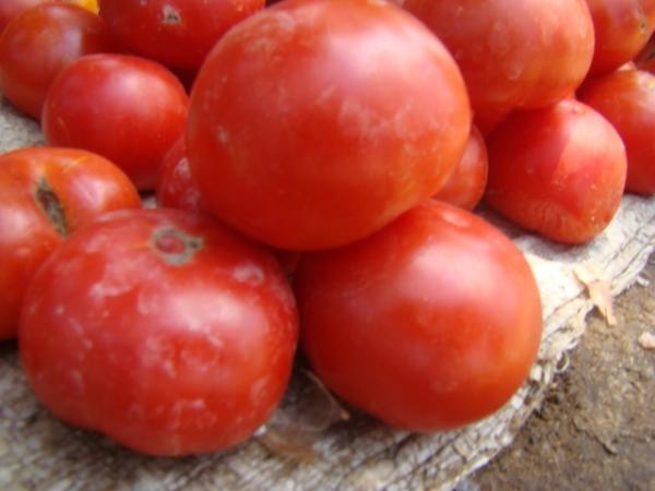 Tomate de mon pays