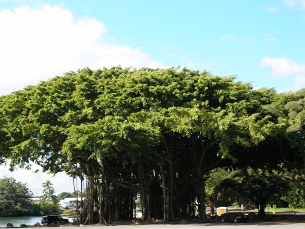 MIGHTY BANYAN