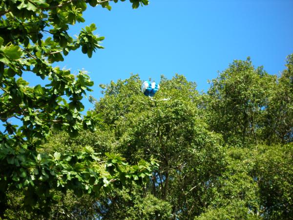 MY CANOPY......