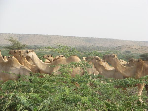 Somali Camels