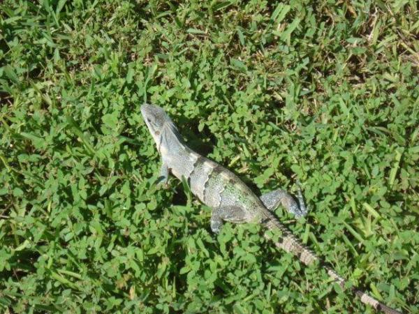 Exótico Toloc Yucateco