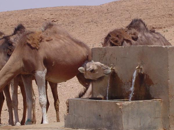 الماء