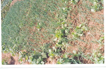 irrigation farming on the plateau, jos Nigeria