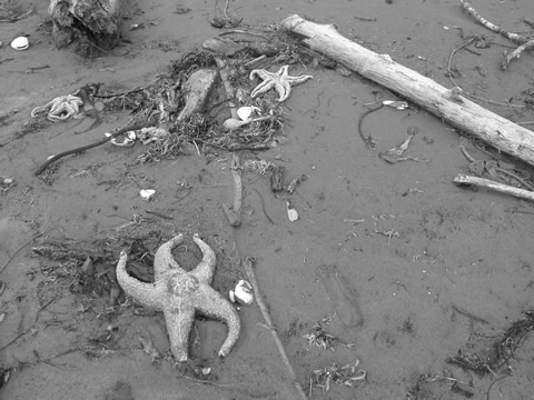 Seastar on Pachena - Dead (2)