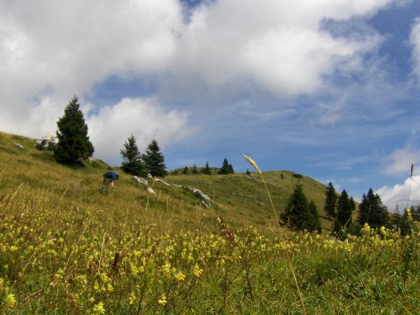 Velika Planina