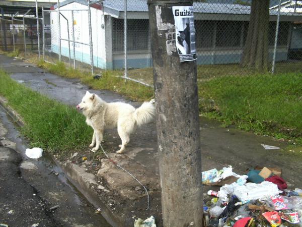 Perro amarrado junto a un basurero