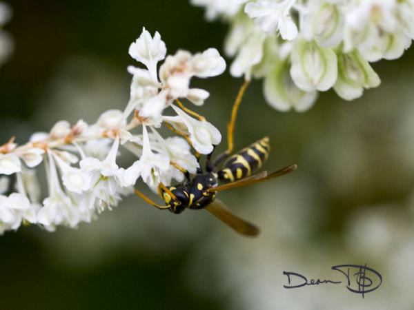 A Bee Closeup on Flower Cups