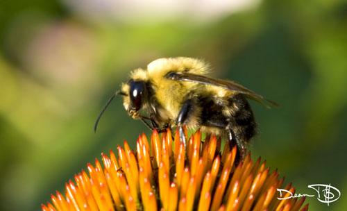 Bee on a Yellow Flower