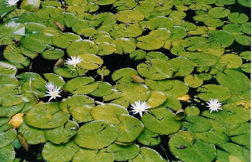 Plantas acu