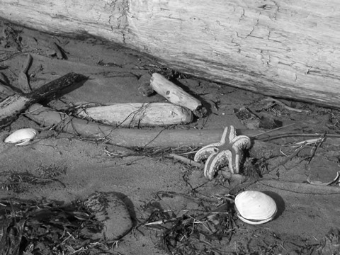 Seastar at Pachena - Dead (1)