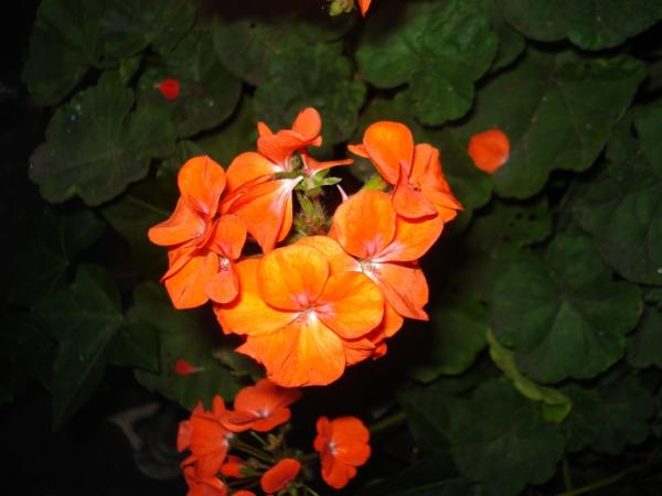 Flores