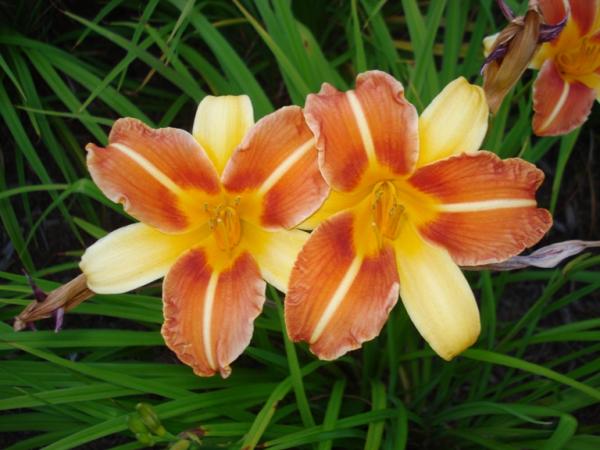 + Flores