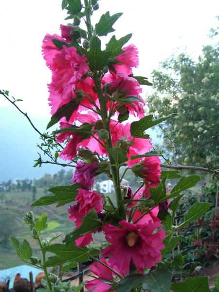 Flower