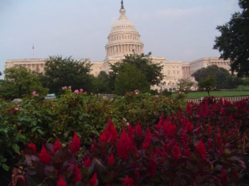 Flowers & Capitol