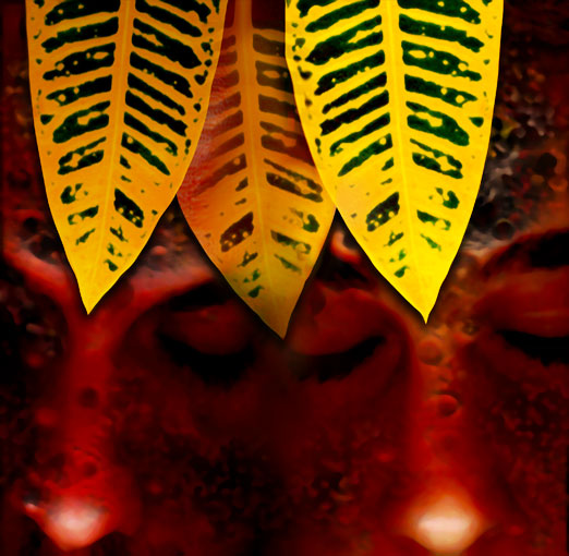 Leaves