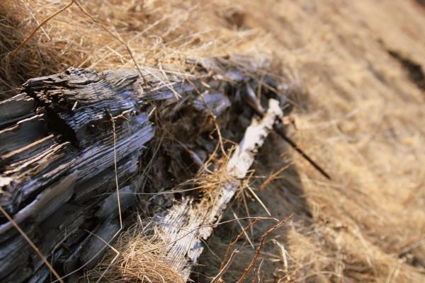 log .