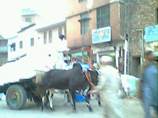 Kalachi