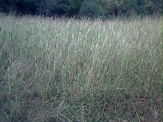Environment & Urbanization