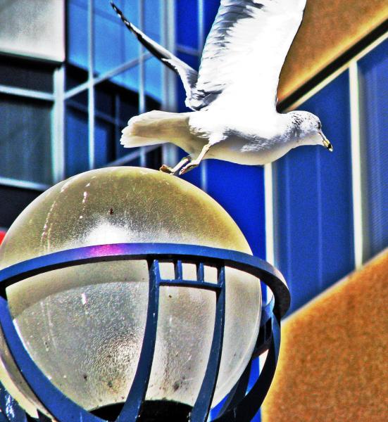 bird