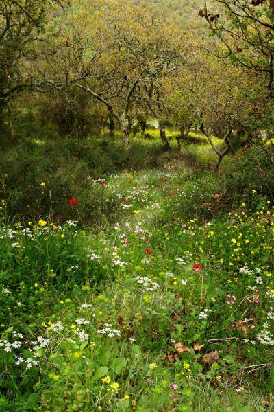 Primavera !