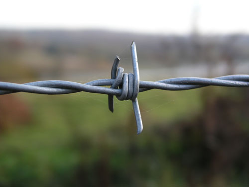 Wire in Autumn