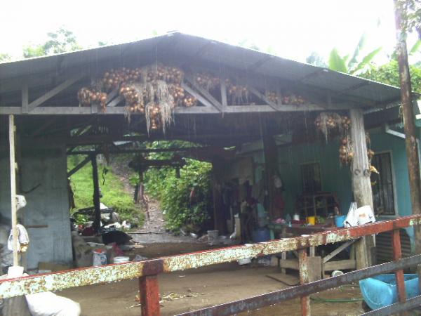 Mi tierra nueve
