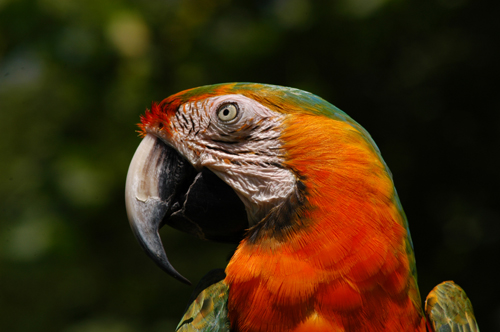 Parrot